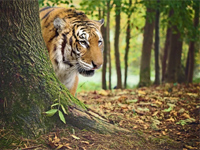 Extension A la rencontre des tigres		