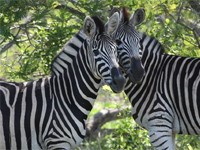 afrique du sud parc kruger