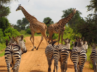 Safari et rencontres ethniques