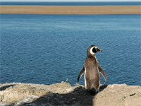 Puerto Madryn et Péninsule de Valdès