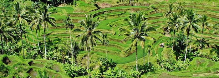 Bali