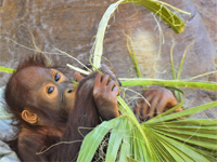 A la rencontre des Orangs Outangs		