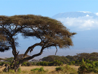 Savane et coquillages