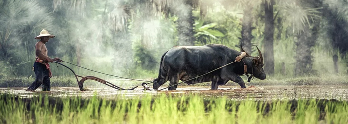 Laos