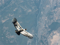 Extension Canyon de Colca